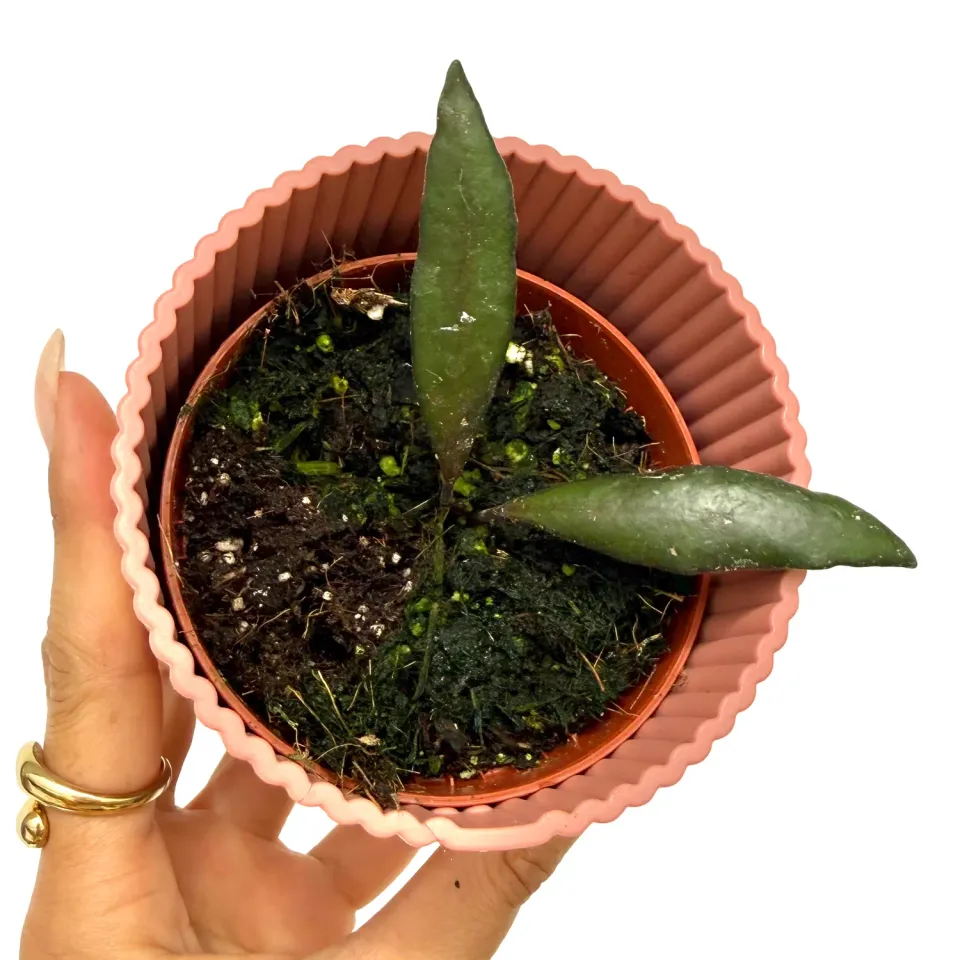 PLANT AND STORIES Red Moon hoya pot 8 cm velours bordeaux