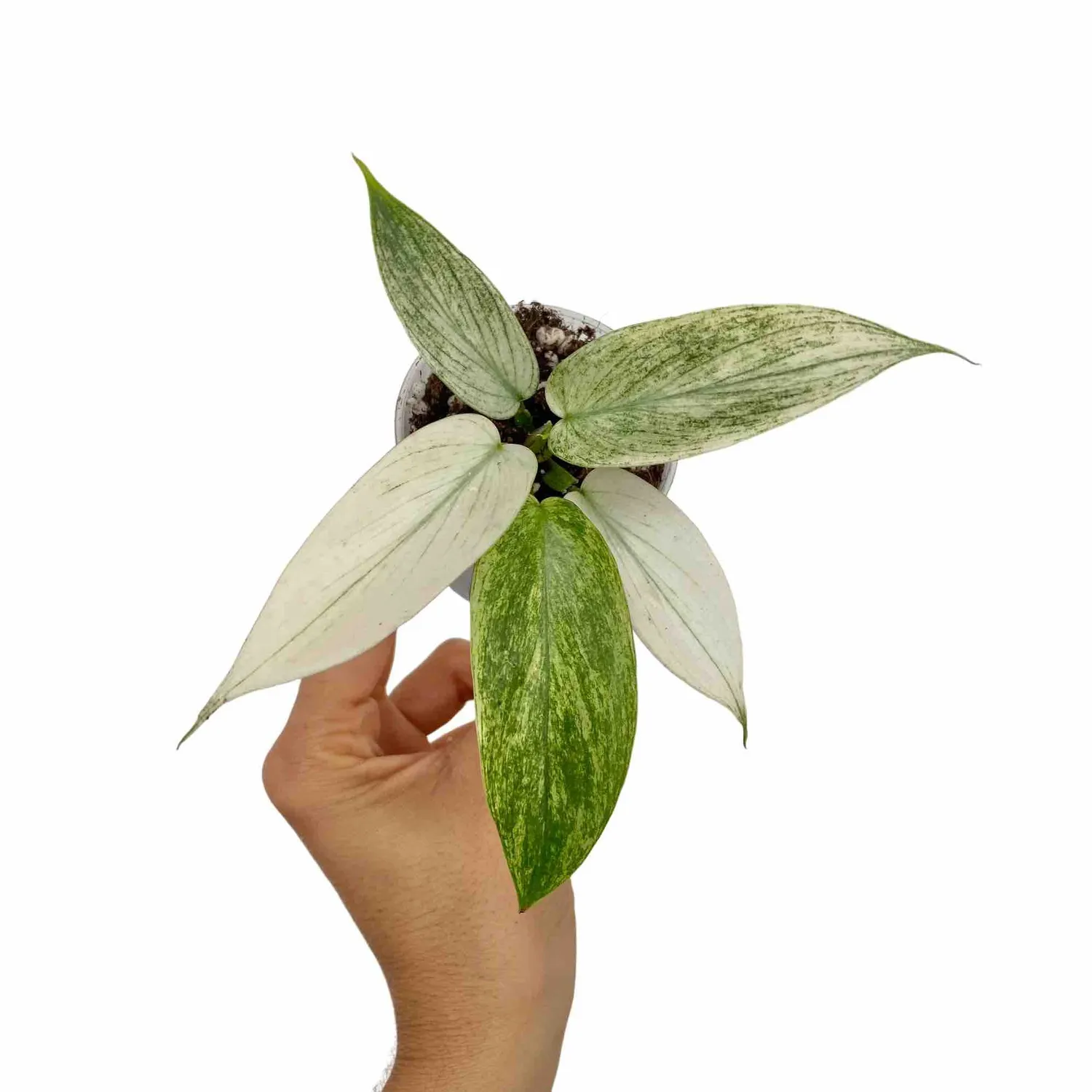 Plant and Stories Philodendron Florida Ghost plante pot 9 cm
