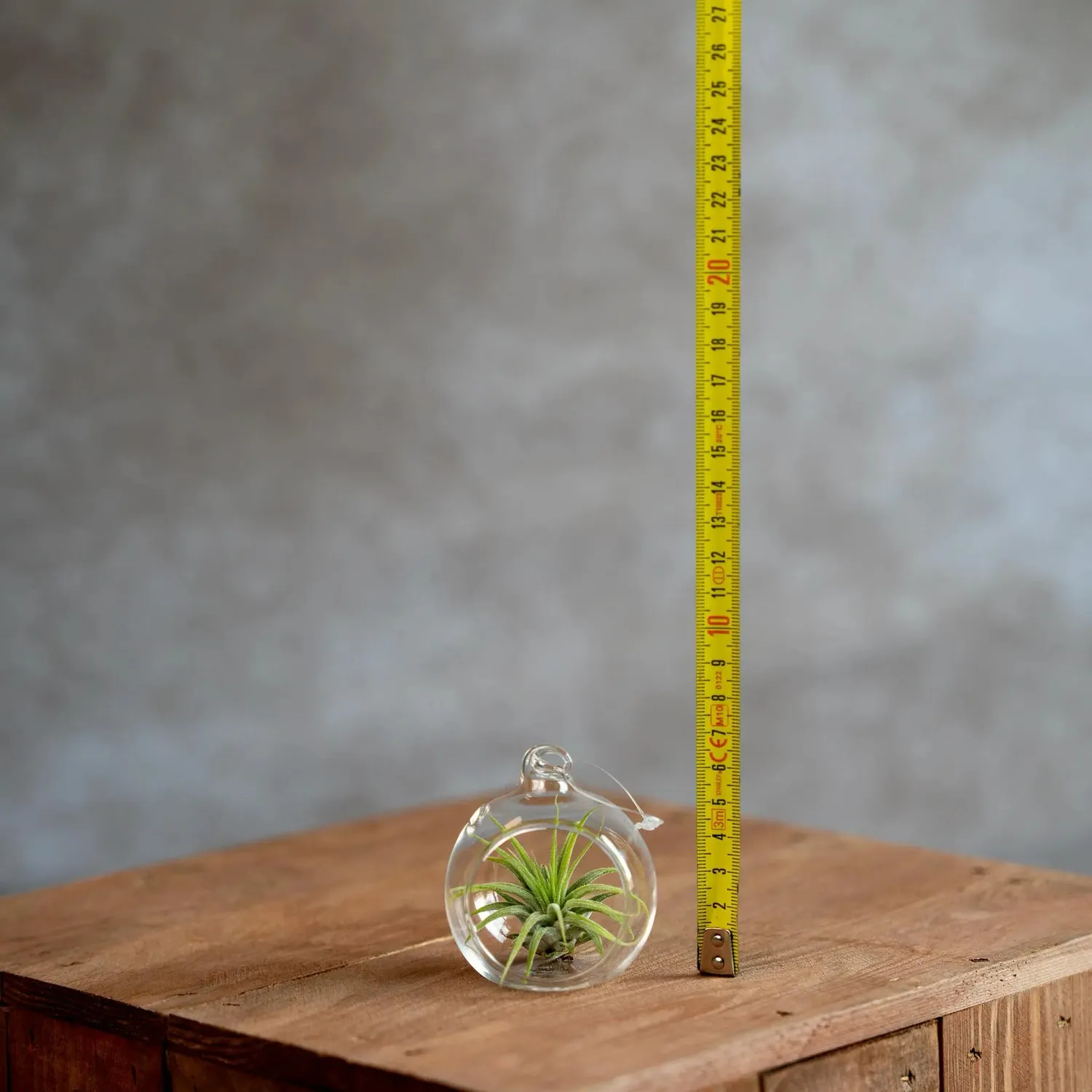 Airplantshop Boule verre 6 cm plante aérienne Ionantha