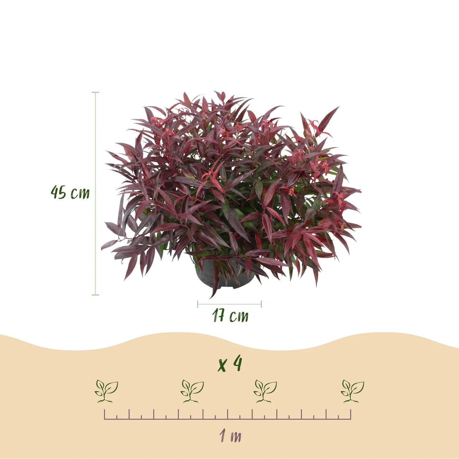 Plant and Stories Leucothoé Burning Love arbuste pot 17 cm ombre