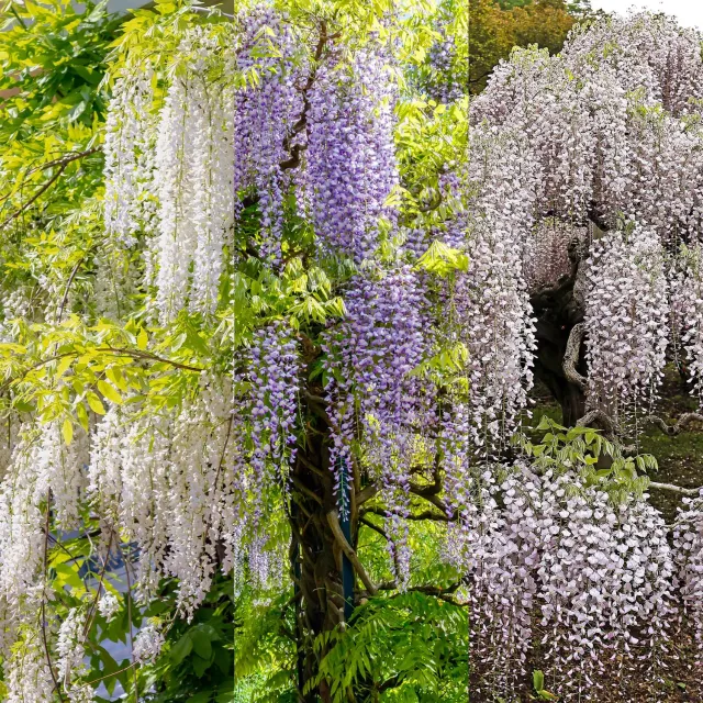 Plant and Stories Tricolour glycine grimpante lot 3