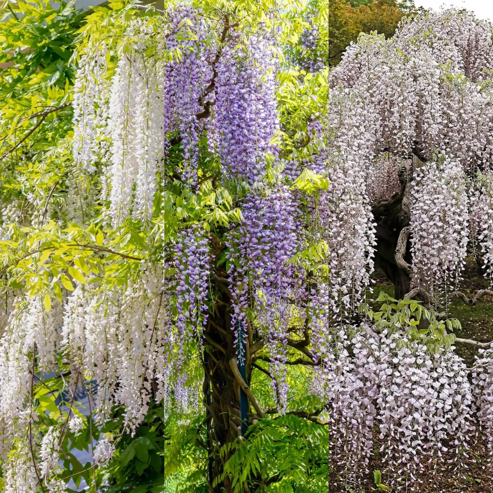 Plant and Stories Tricolour glycine grimpante lot 3