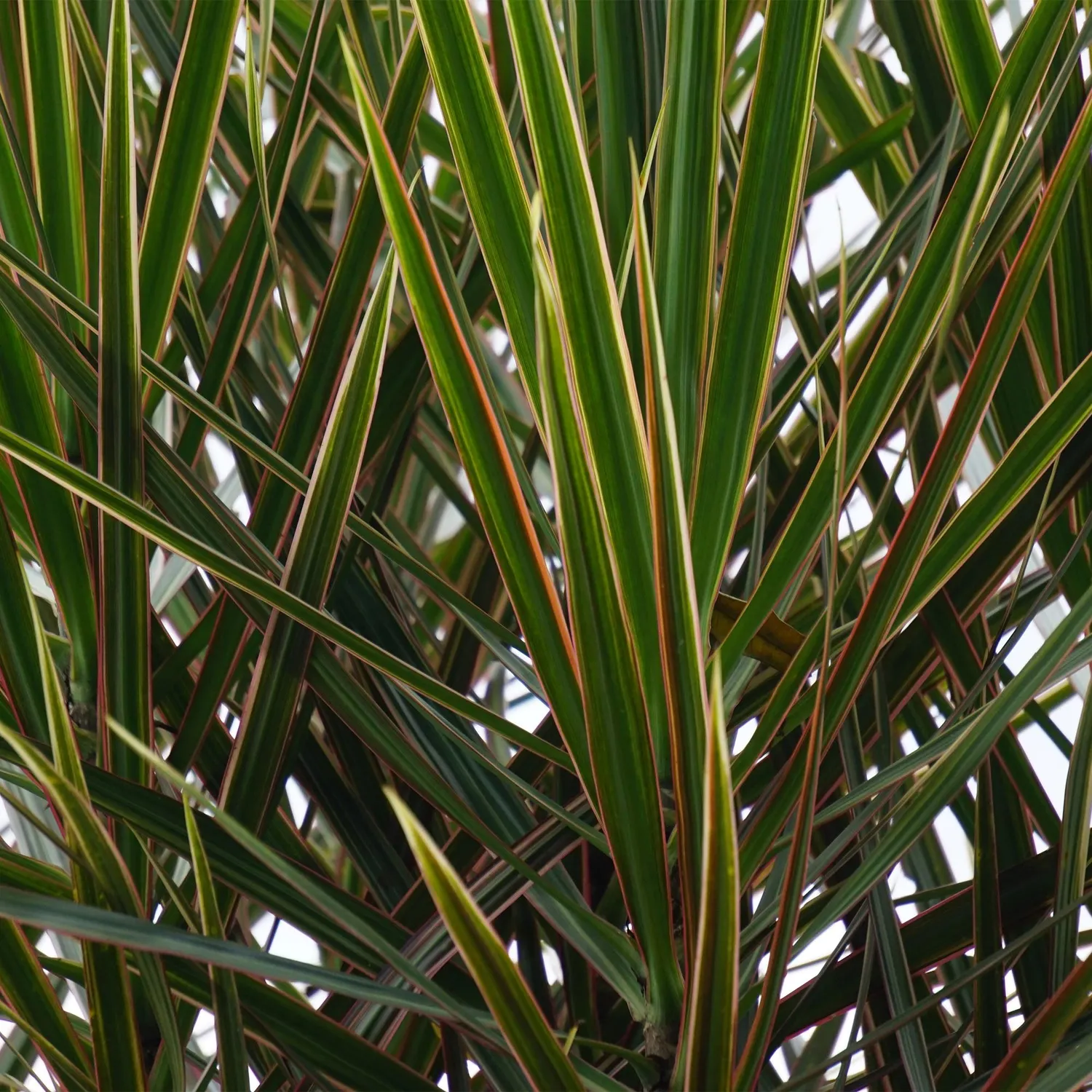 Plant and Stories Dracaena Marginata dragonnier lot 2 pot 17 cm