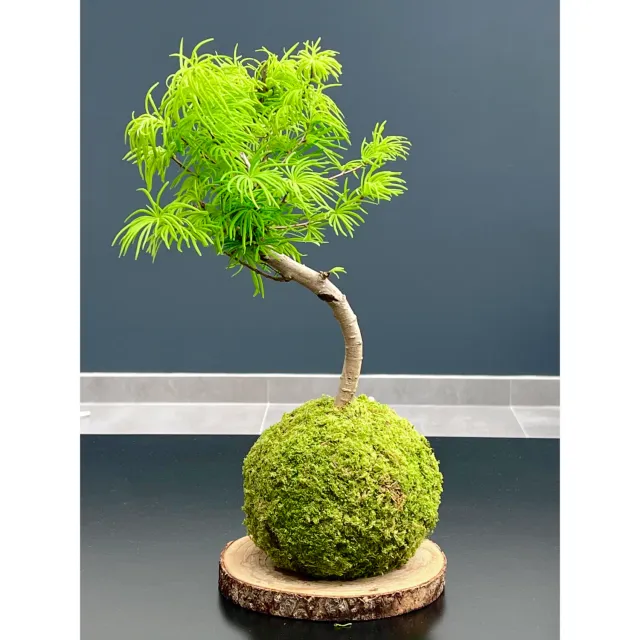 Oh My Green Pseudolarix amabilis taille M kokedama soleil