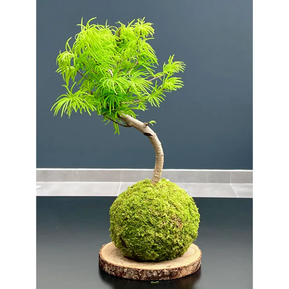 Oh My Green Pseudolarix amabilis taille M kokedama soleil