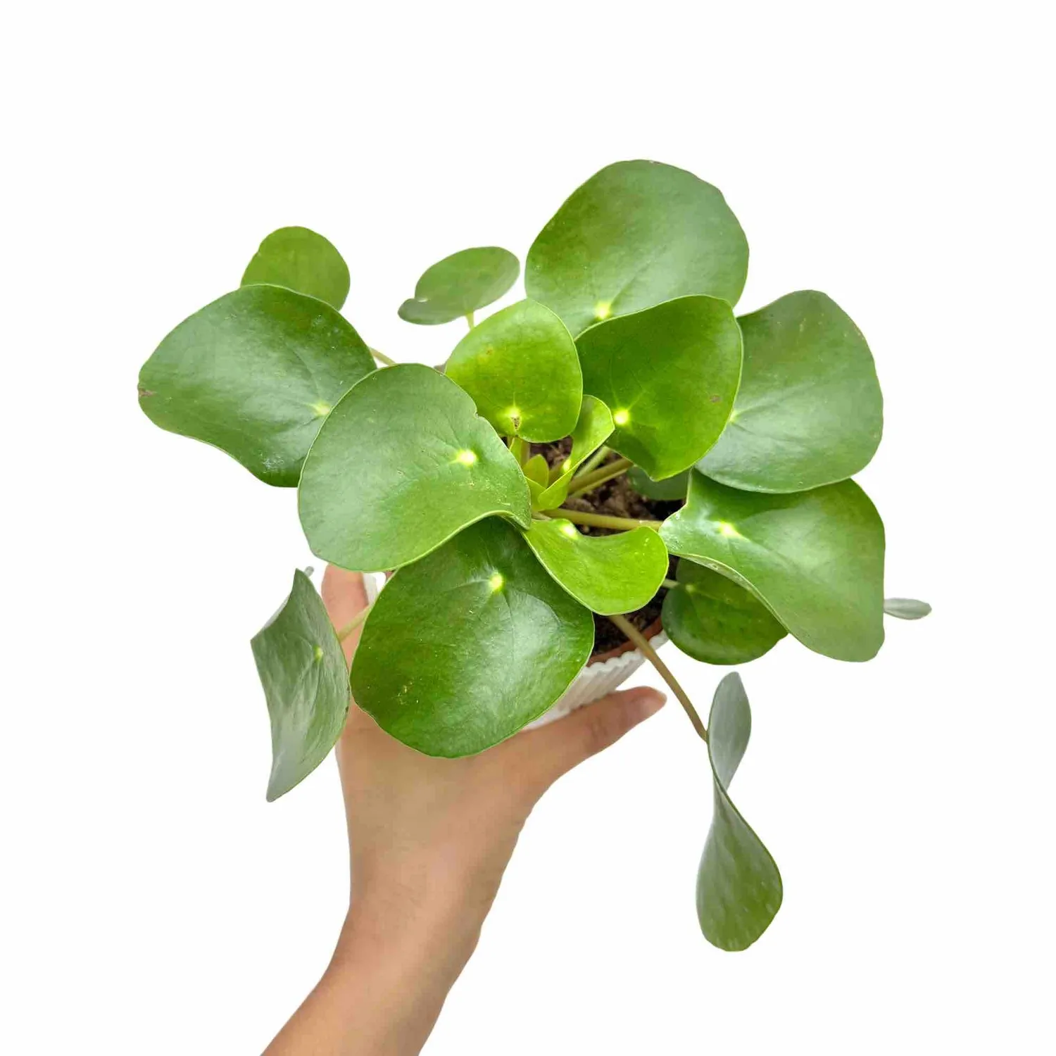 Plant and Stories Pilea Peperomioides plante pot 6 cm