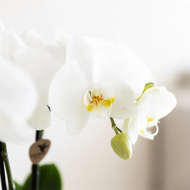 Plant and Stories Phalaenopsis amabilis orchidée blanche coffret 9 cm