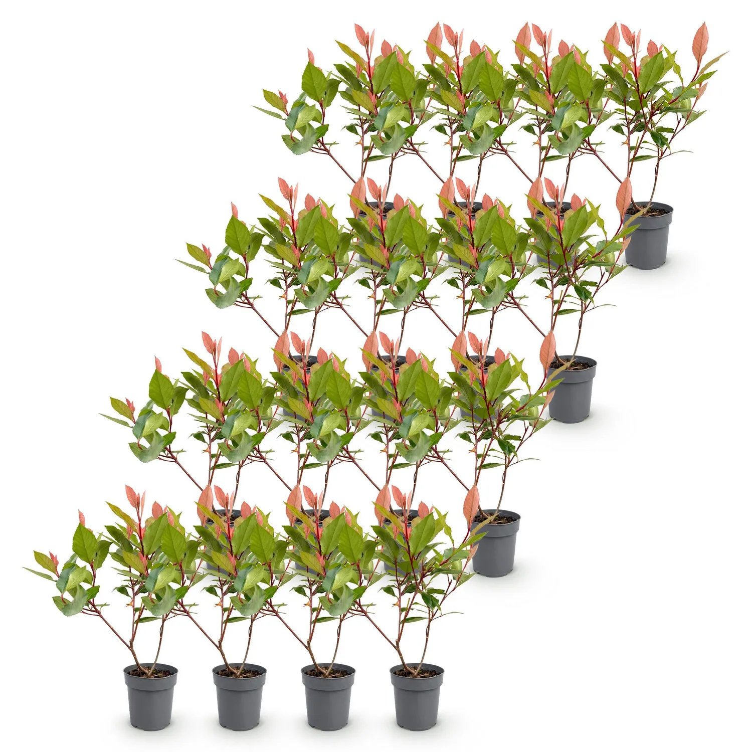 Plant and Stories Photinia Little Red Robin haie 8 plants persistante