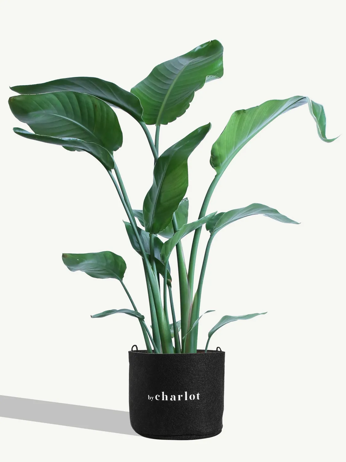 By Charlot La Nomade plante Strelitzia 85 cm oiseau paradis