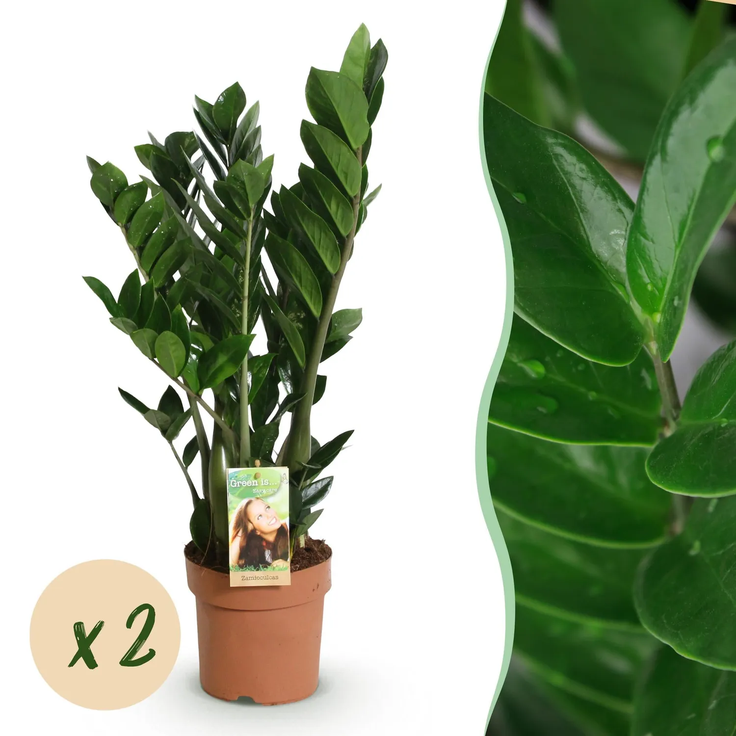 Plant and Stories ZZ zamioculcas plante lot 2 pots 17 cm