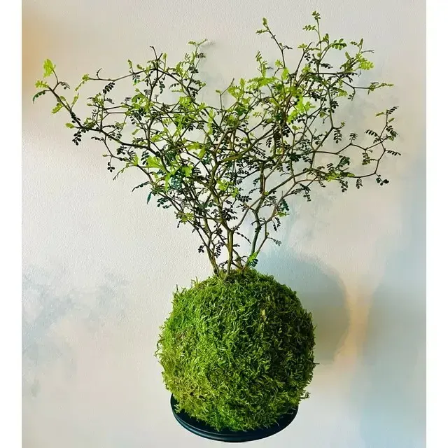 Oh My Green Sophora prostrata kokedama M soleil
