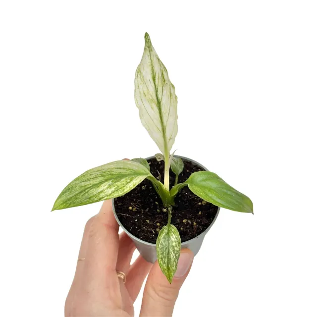 PLANT AND STORIES Sensation Variegata spathiphyllum pot 6 cm panaché