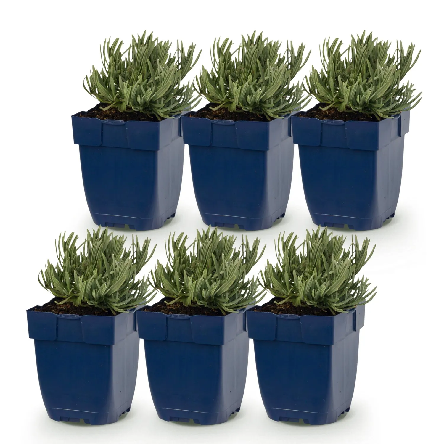 Plant and Stories Lavande Munstead vivace pot 11cm 1 plant