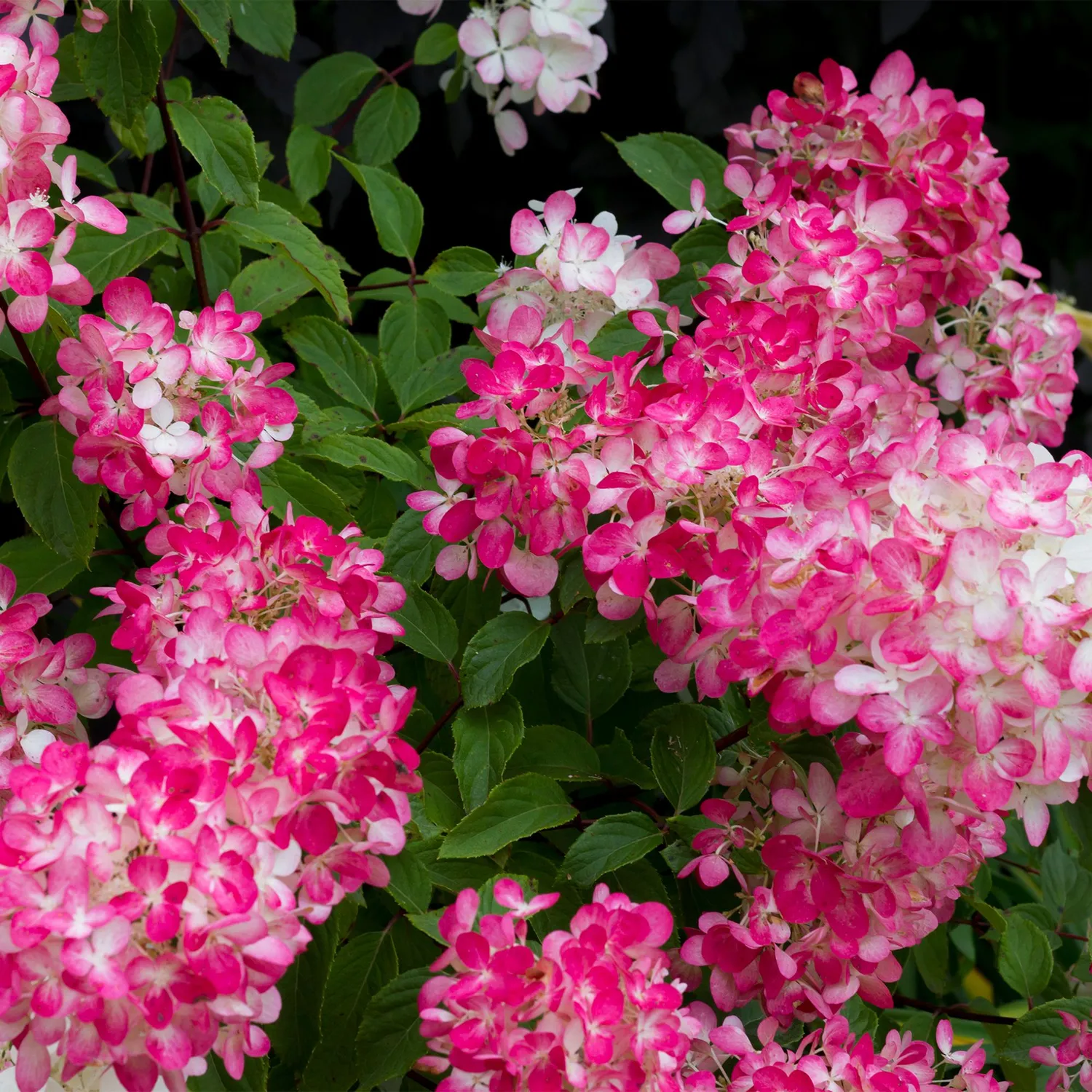Plant and Stories Hortensia Pink Diamond arbuste 50cm
