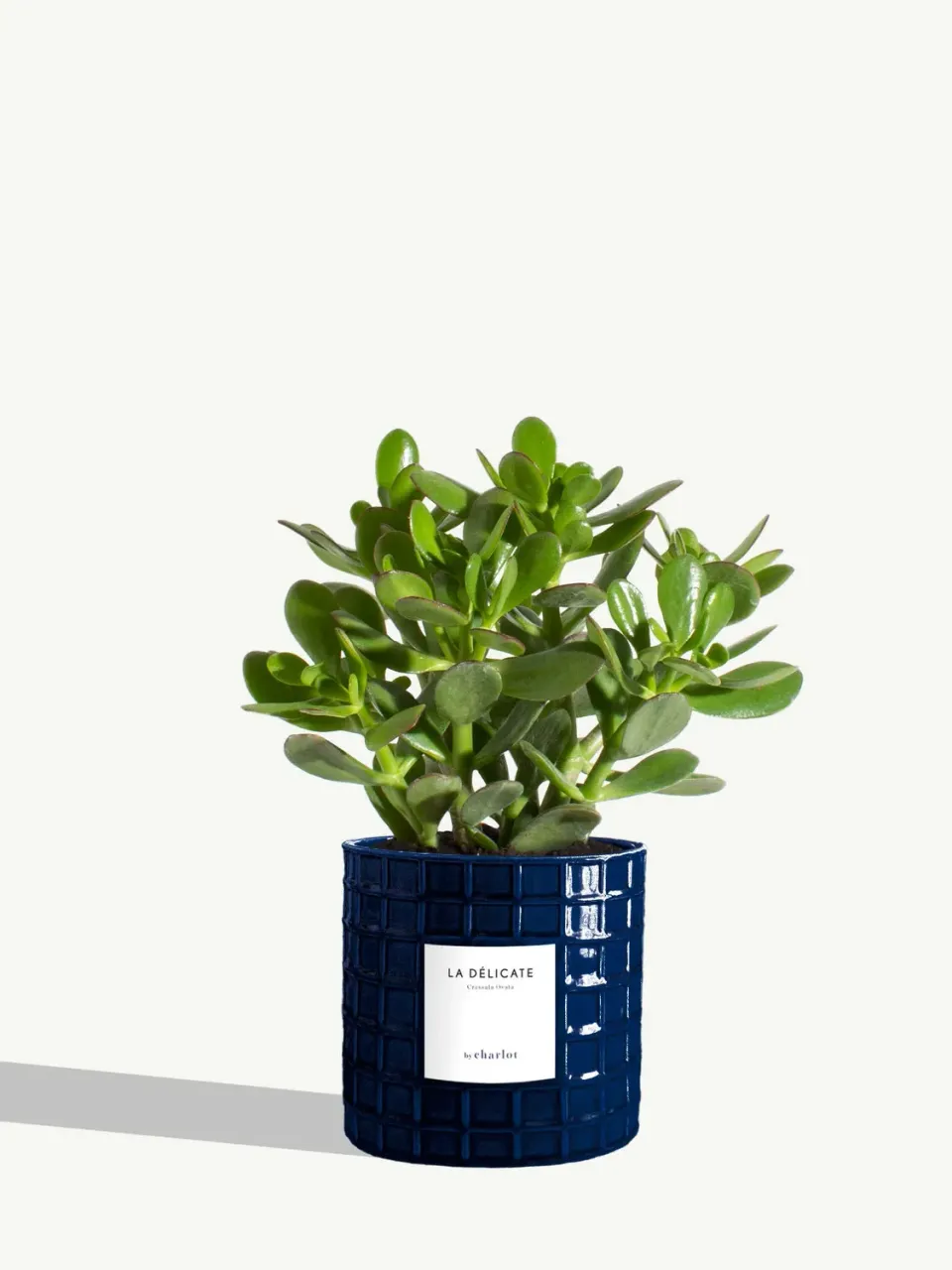 By Charlot La Délicate succulente pot M Crassula