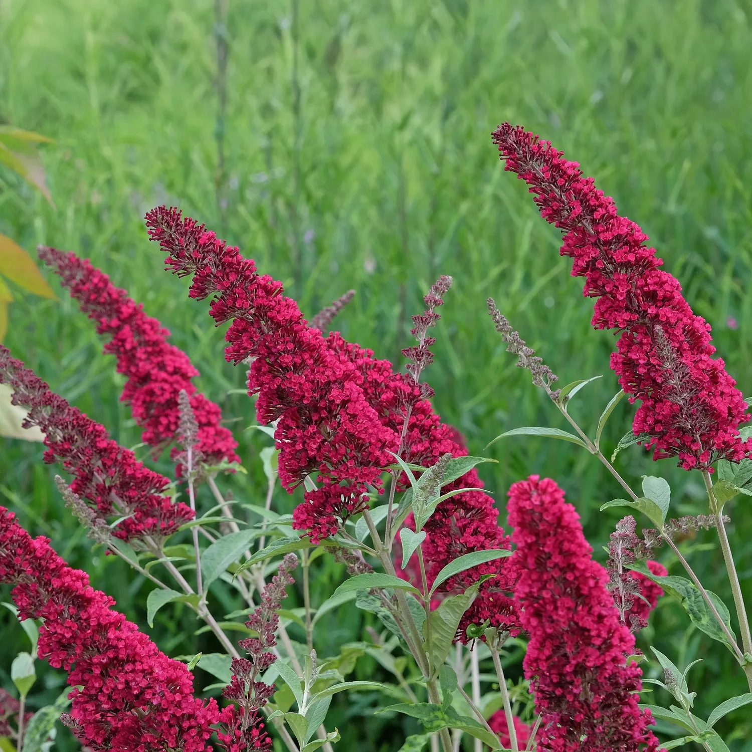 Plant and Stories Buddleia Royal Red arbuste pot 17cm rouge
