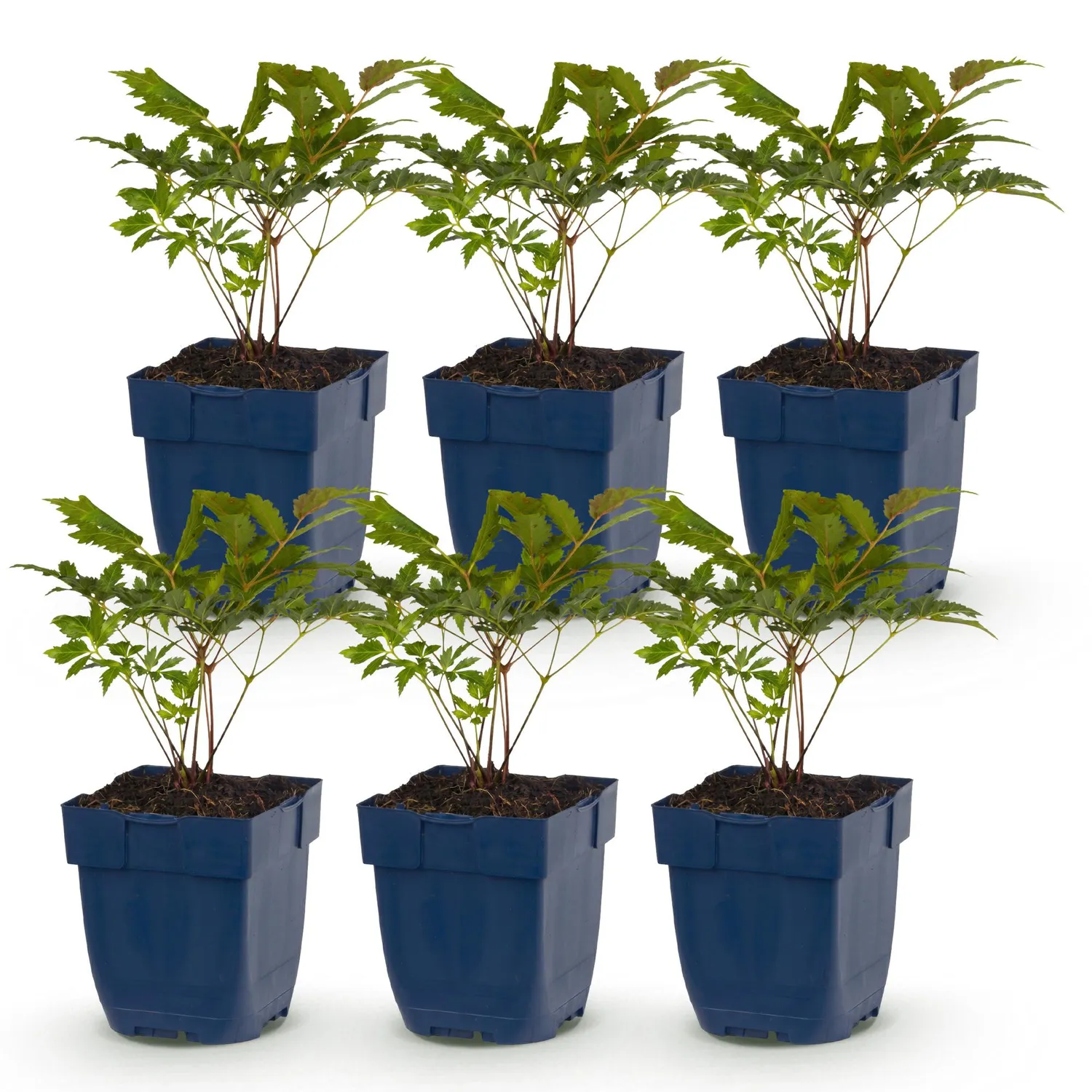 Plant and Stories Astilbe Fanal vivace 3 plants rouge