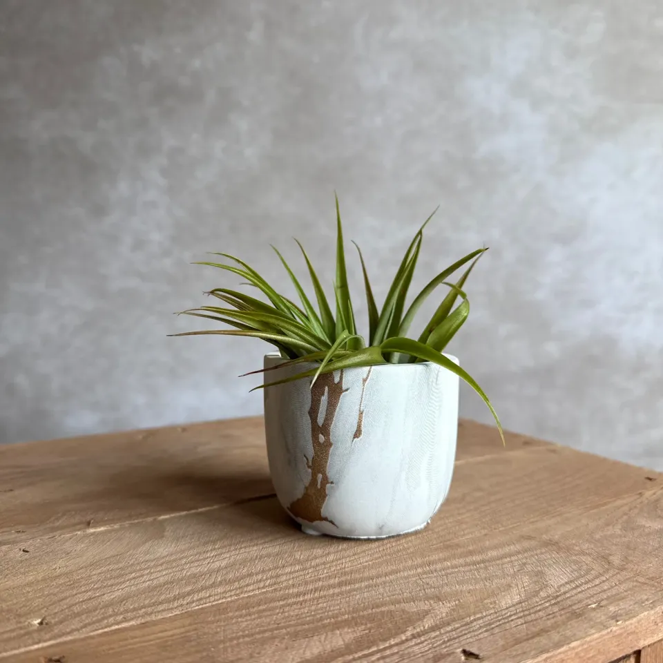 Airplantshop Pot marbre blanc doré avec tillandsia capitata