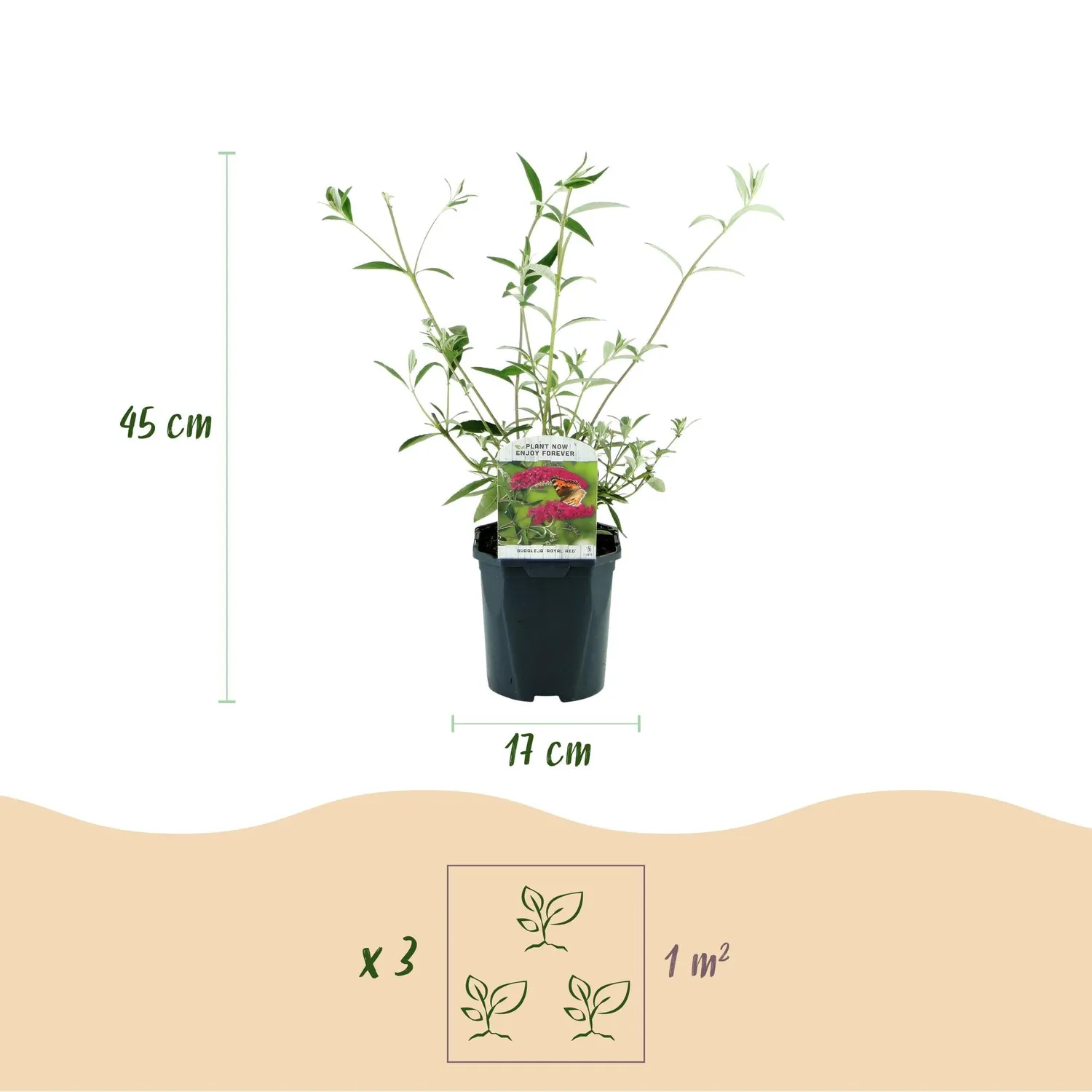 Plant and Stories Buddleia Royal Red arbuste pot 17cm rouge
