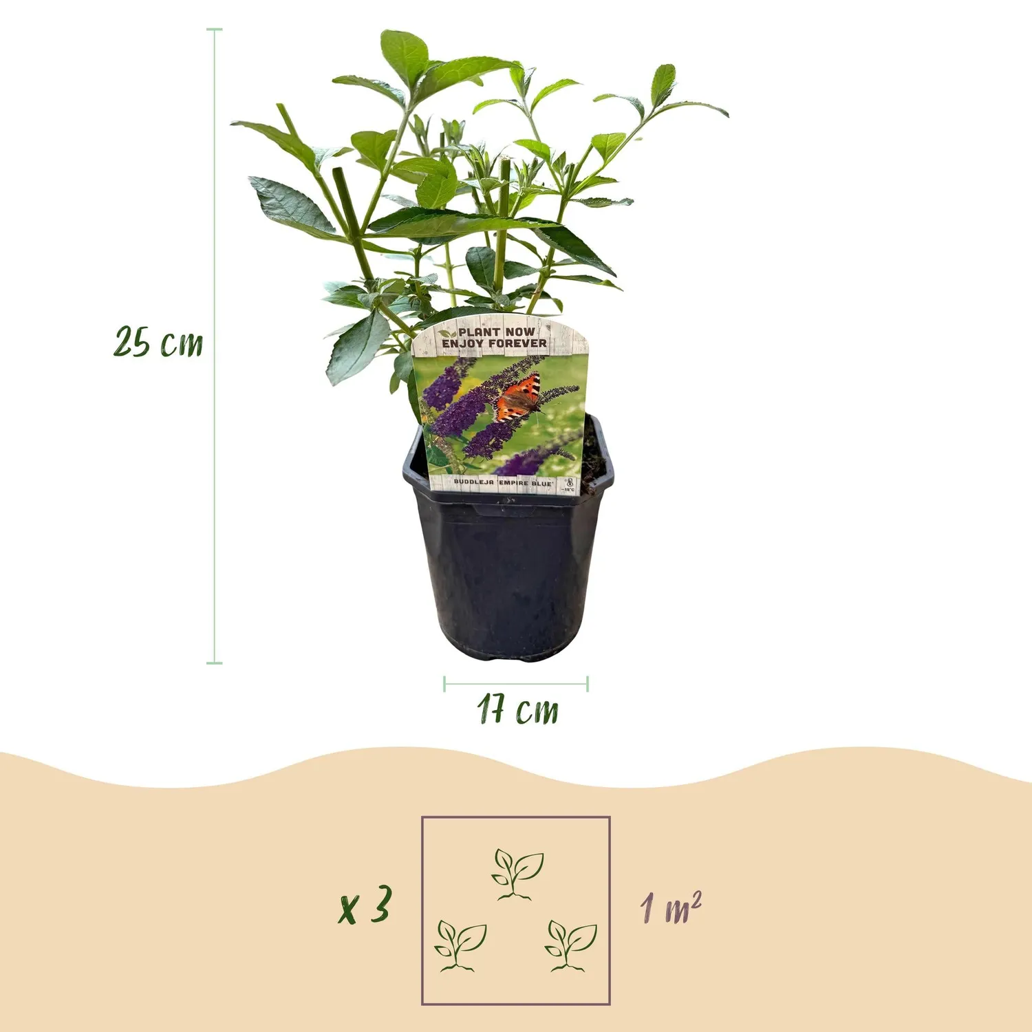Plant and Stories Empire Blue arbre papillons bleu pot 17 cm