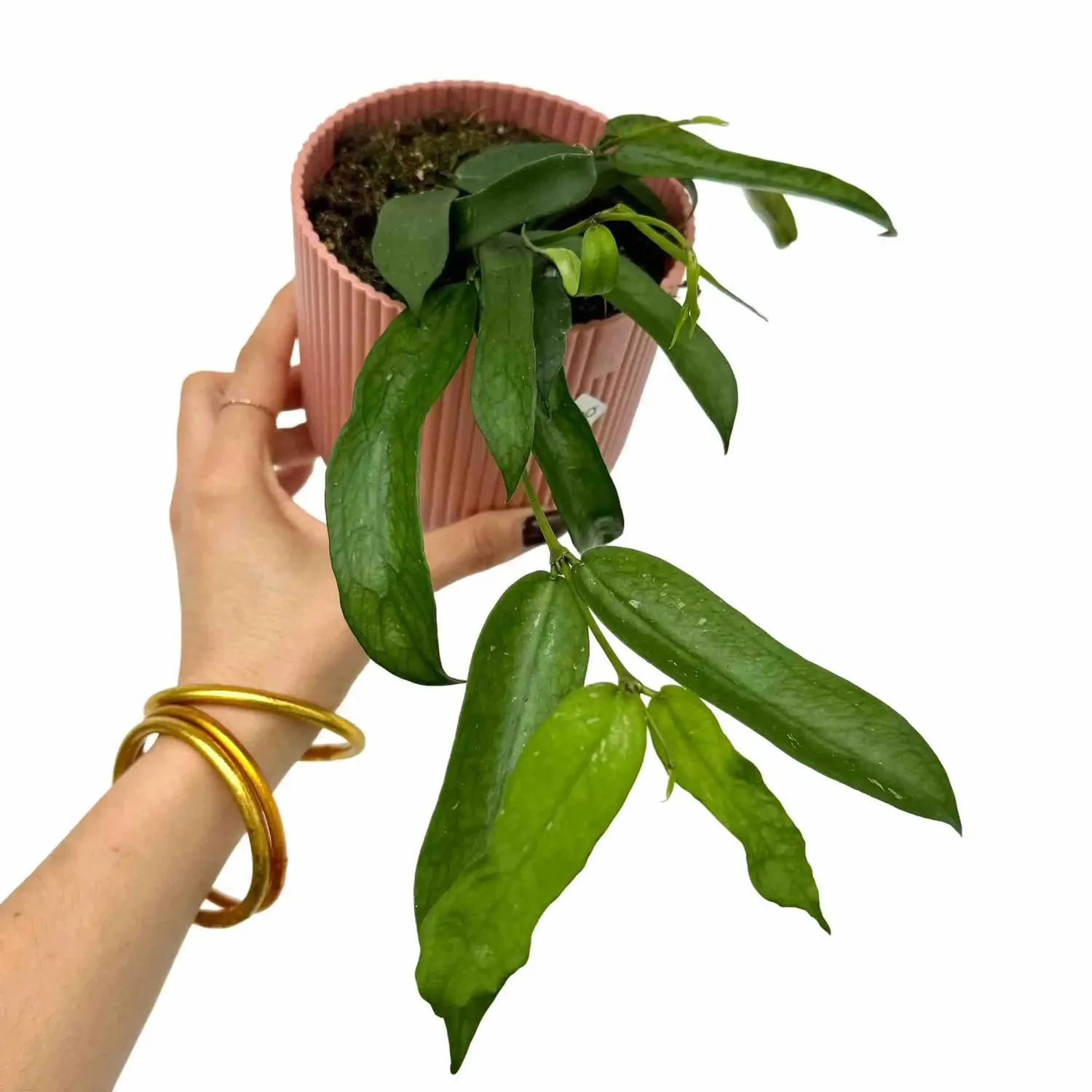 Plant and Stories Hoya Pandurata plante pot 10,5 cm violon