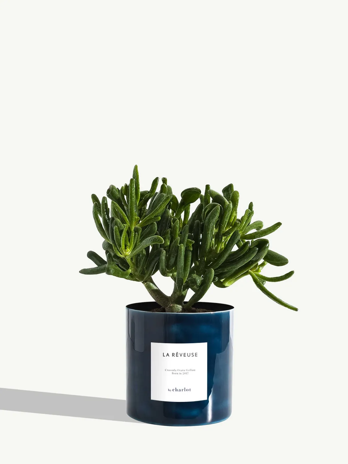 By Charlot La Rêveuse plante d'intérieur standard
