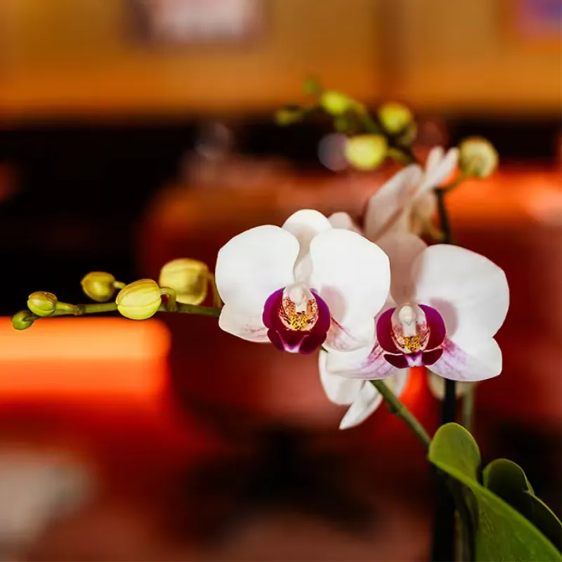 Plant and Stories Orchidée Phalaenopsis Gibraltar coffret cadeau pot 9 cm