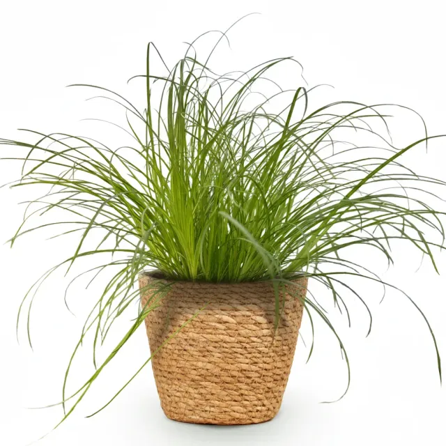 Plant and Stories Cyperus Zumula papyrus pot 12cm 20cm blanc