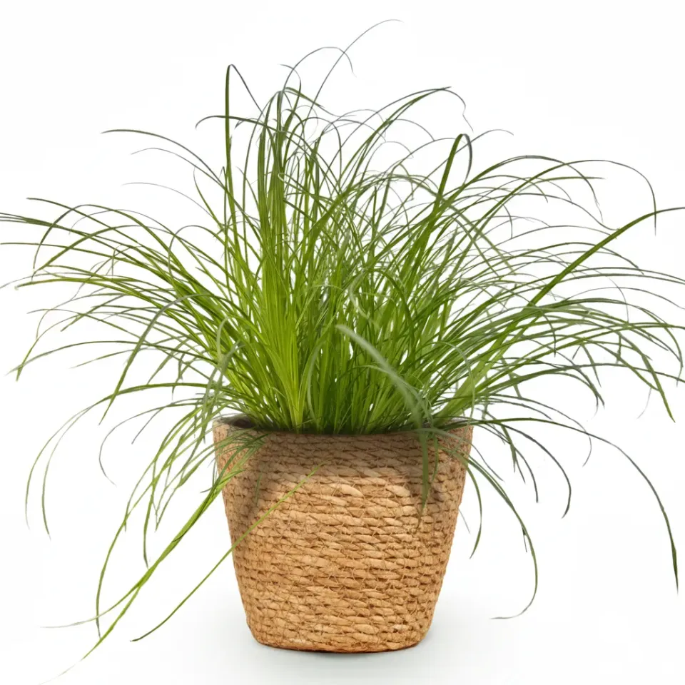 Plant and Stories Cyperus Zumula papyrus pot 12cm 20cm blanc