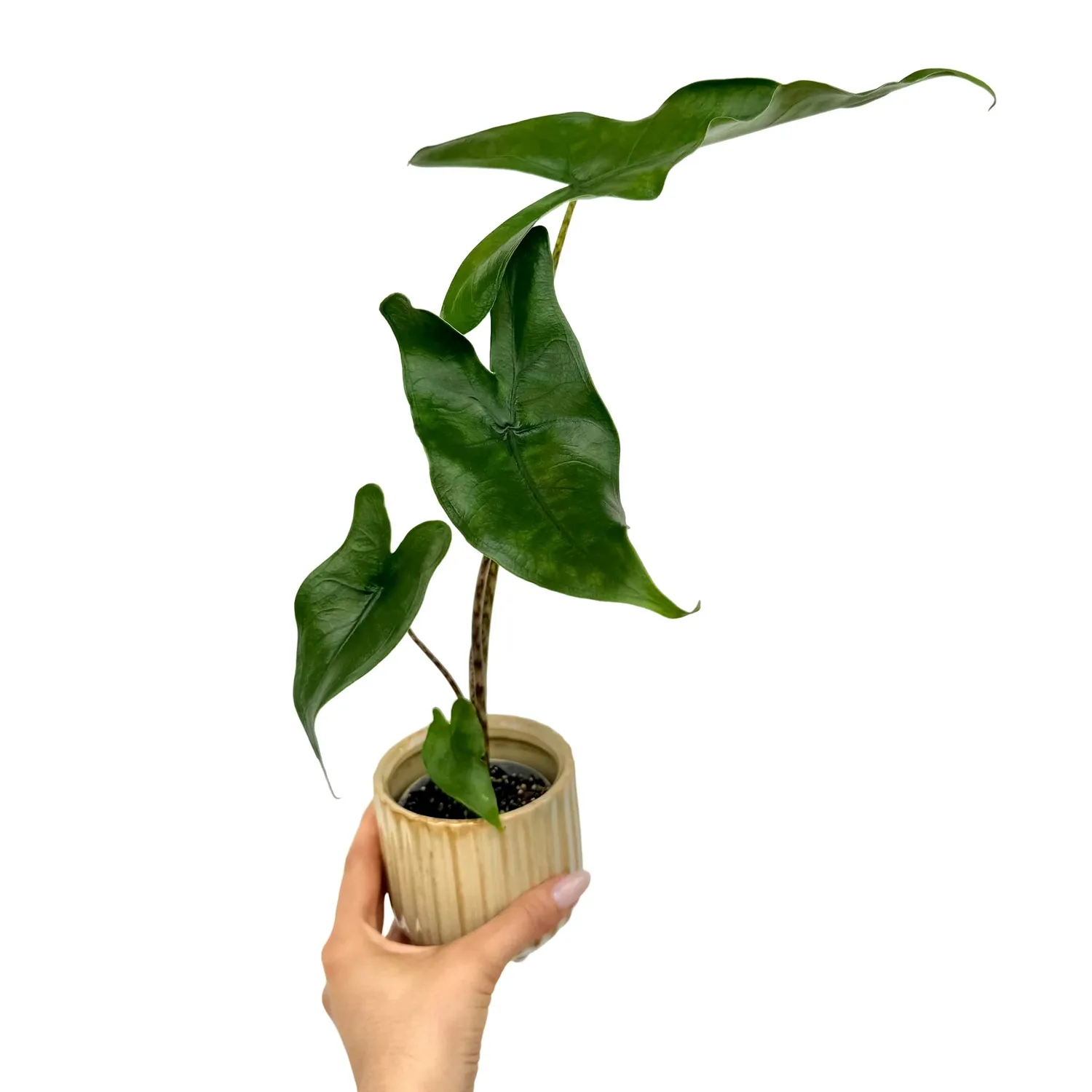 Plant and Stories Zebrina Alocasia plante pot 7 cm tiges zébrées