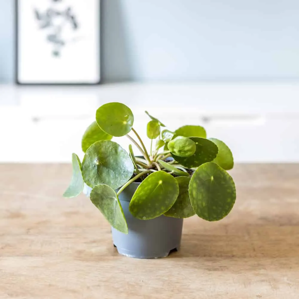 Réconciliation Végétale Loris pilea plante verte peperomioides