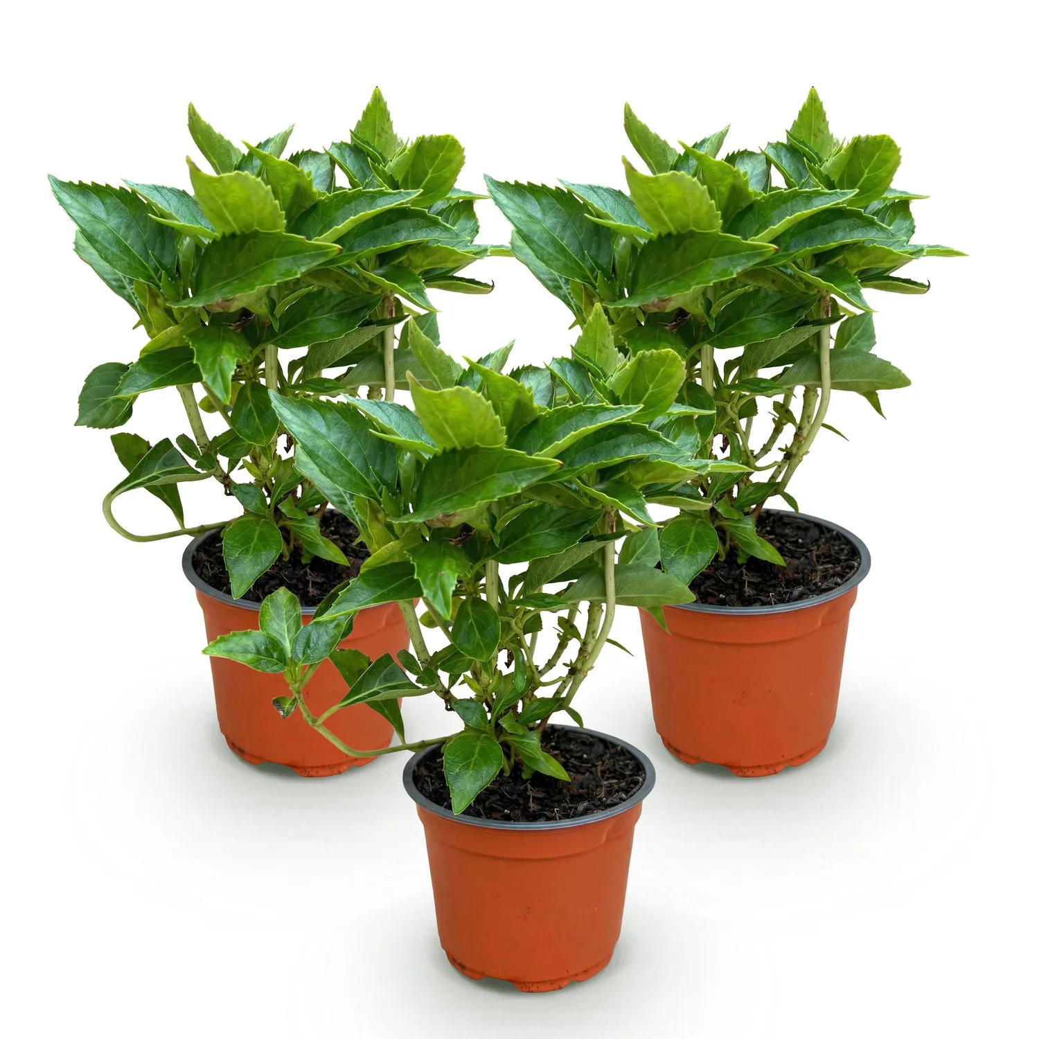Plant and Stories Hortensia Macrophylla rose arbuste pot 12cm 1 plant