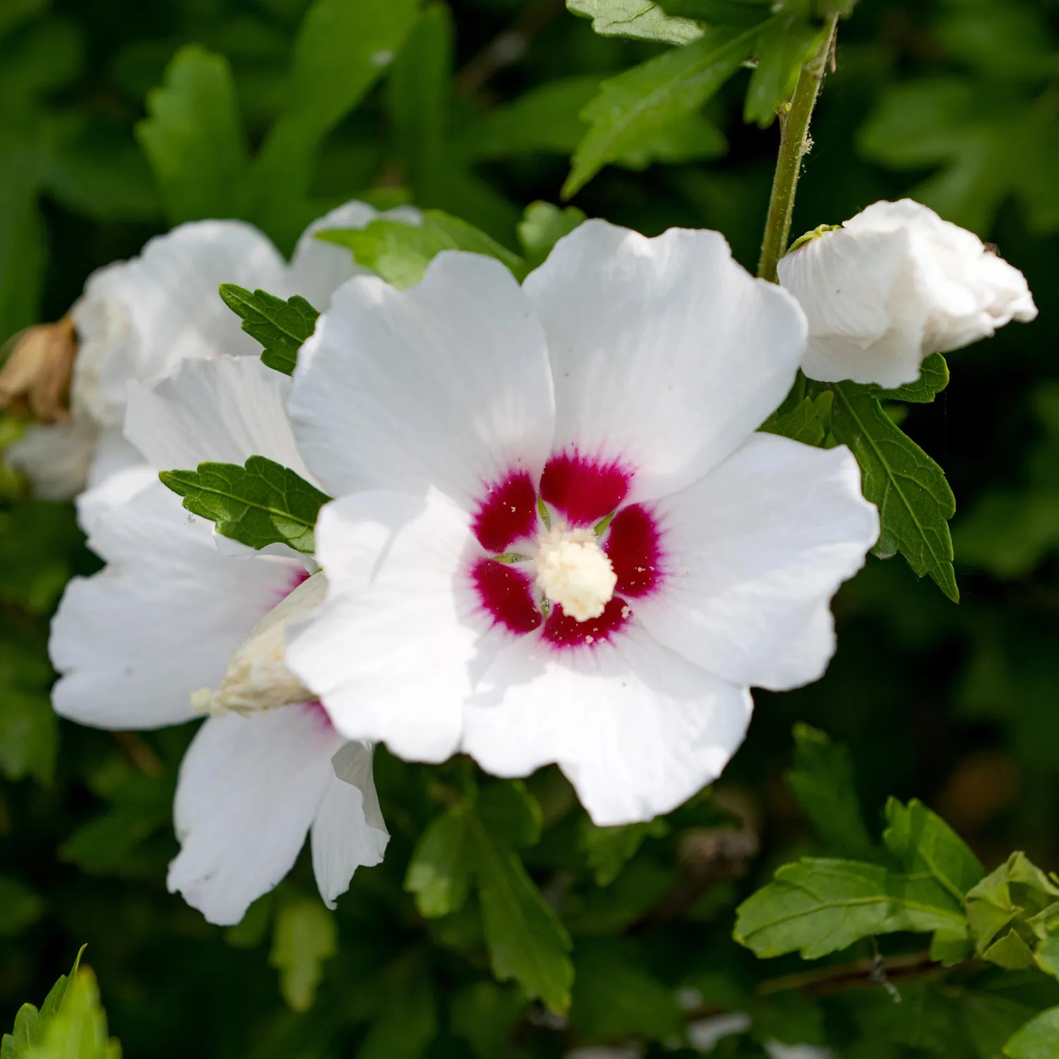 Plant and Stories Hibiscus Red Heart arbuste pot 17 cm