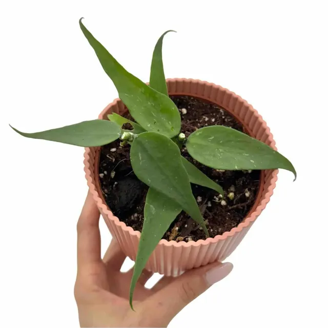 Plant and Stories Polyneura Vietnam hoya poisson 10,5 cm
