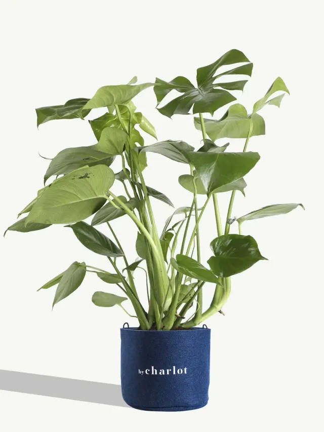 By Charlot La Sauvage plante monstera 50-60 cm