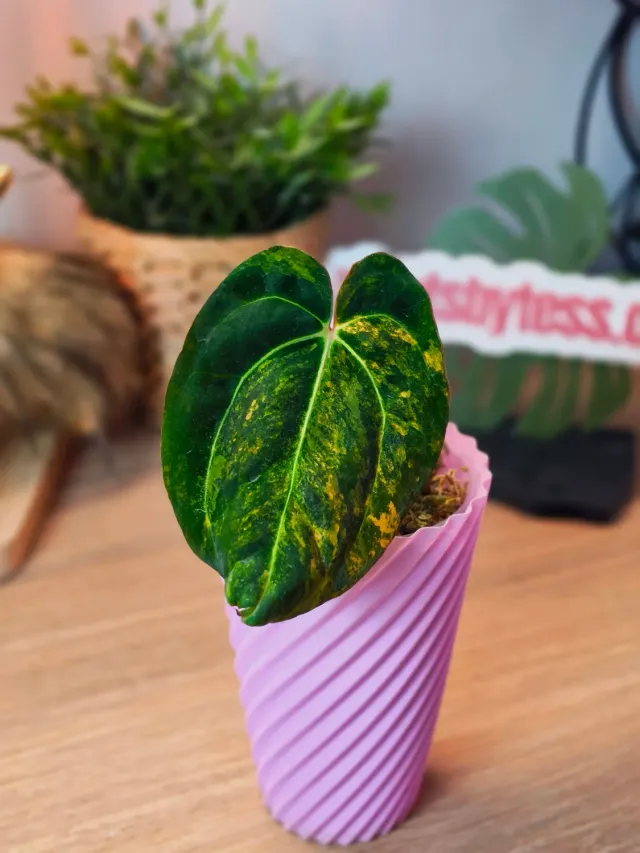 plant.ess Papillilaminum Variegata x Carlablackiae anthurium 1 feuille