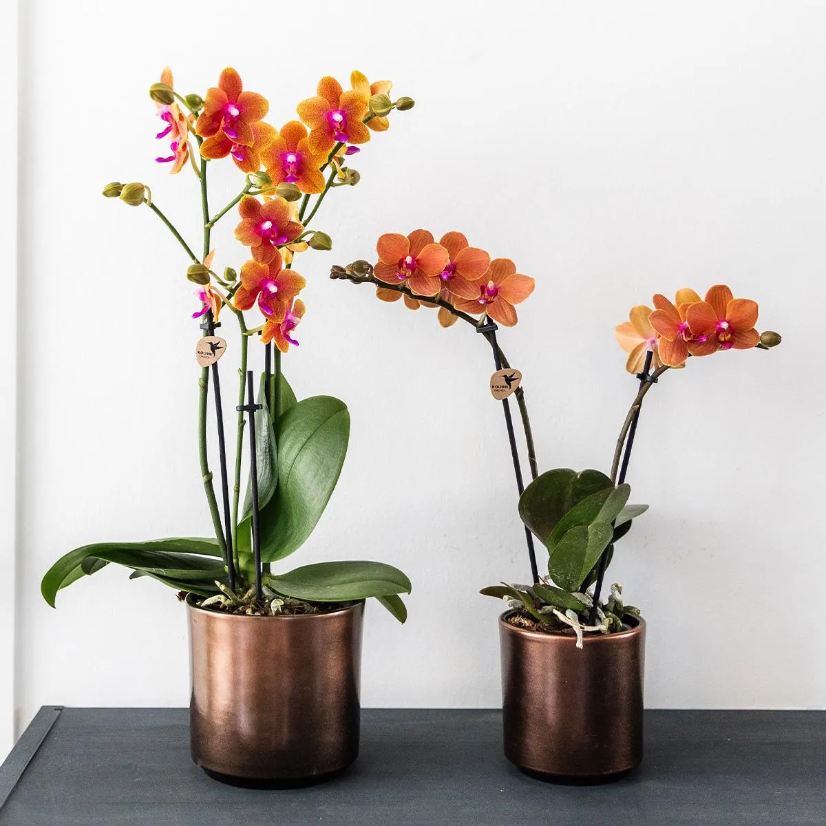 Plant and Stories Fragrance orchidée orange parfumée 9 cm