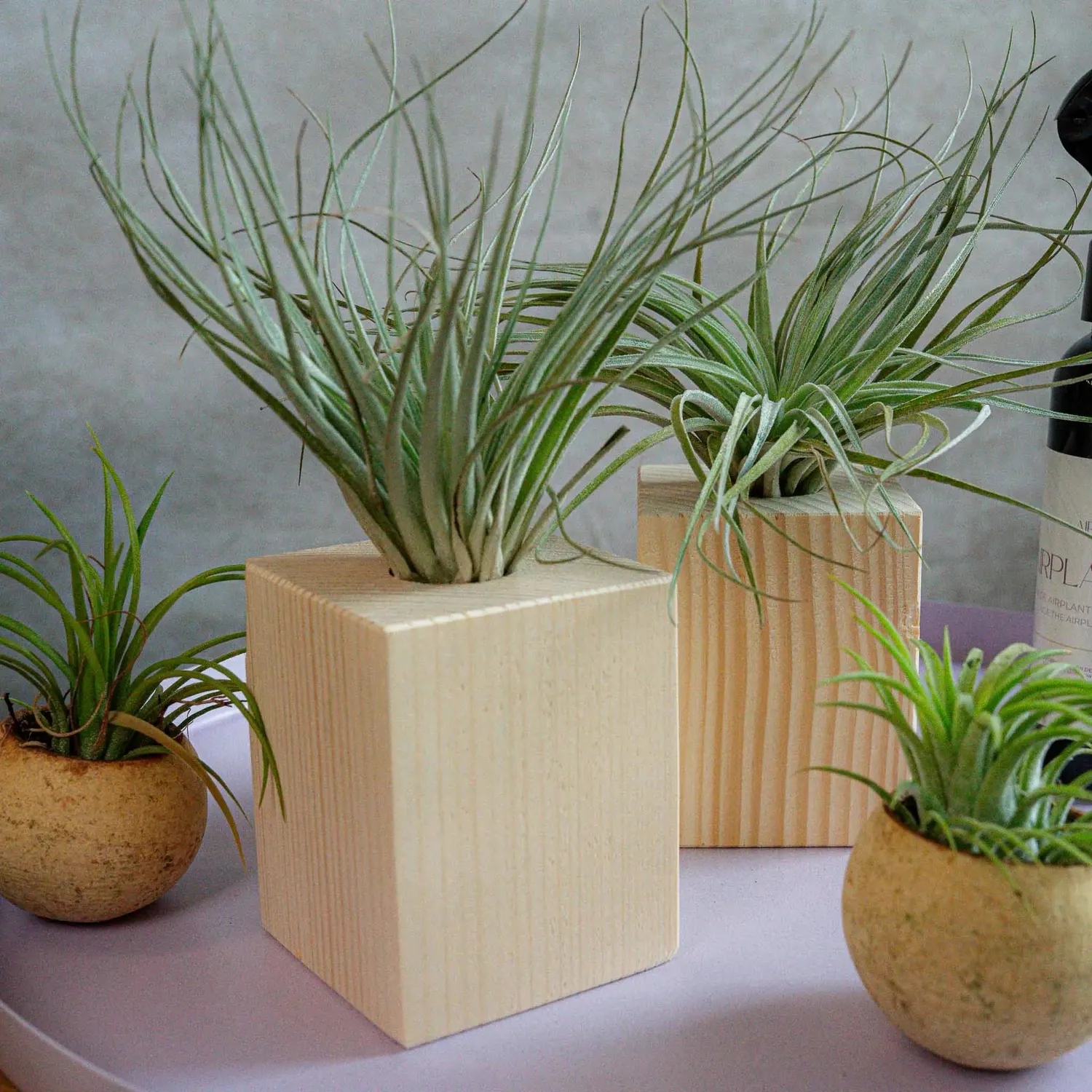 Airplantshop Starters Box kit plantes supports spray