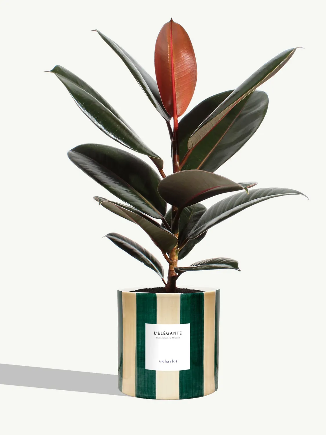 By Charlot L'Élégante plante ficus M