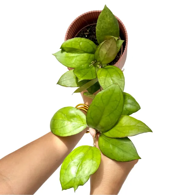Plant and Stories Hoya PMP176 Joy x Jennifer plante pot 12 cm