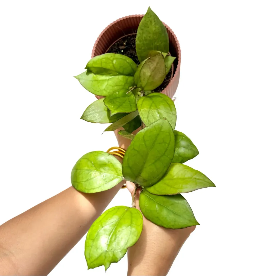 Plant and Stories Hoya PMP176 Joy x Jennifer plante pot 12 cm