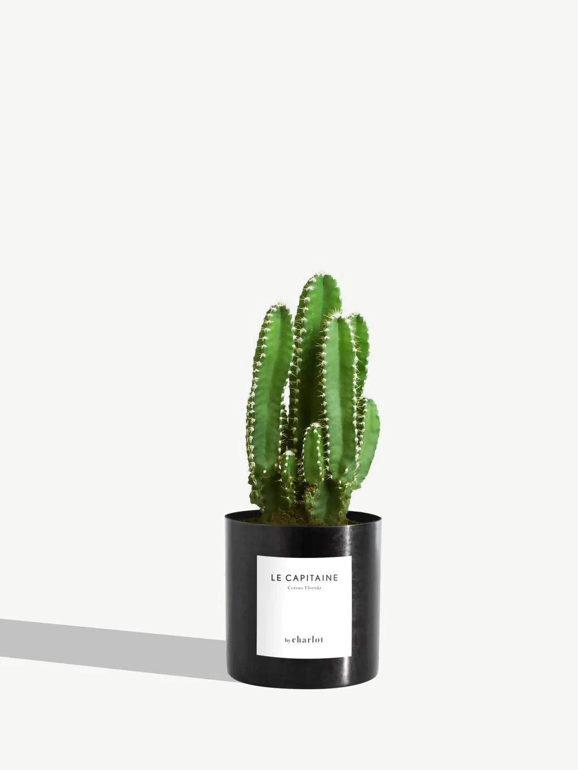 By Charlot Le Capitaine cactus cereus XS pot 8 cm