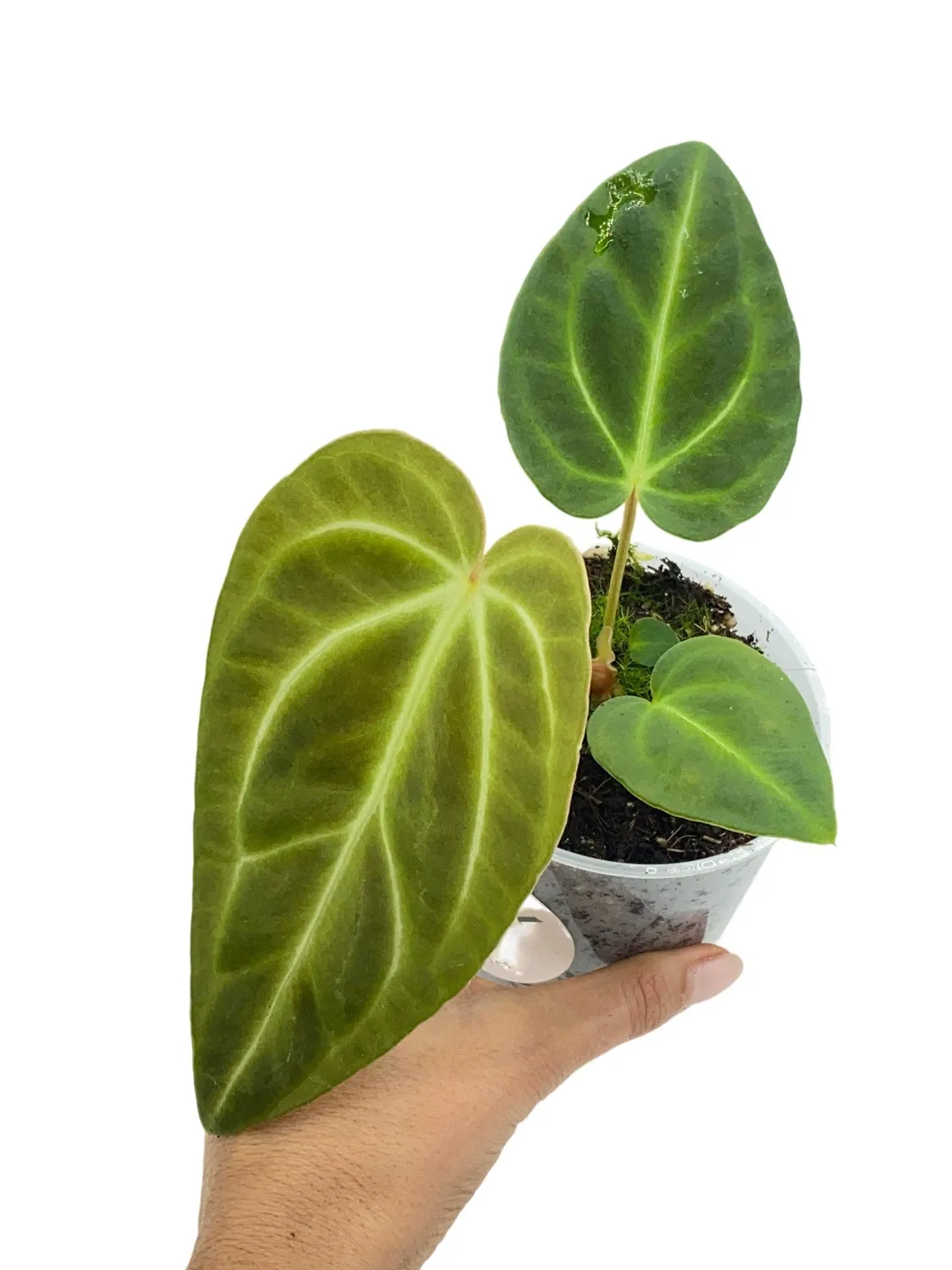 Plant and Stories Regale anthurium pot 6 cm nervures argentées