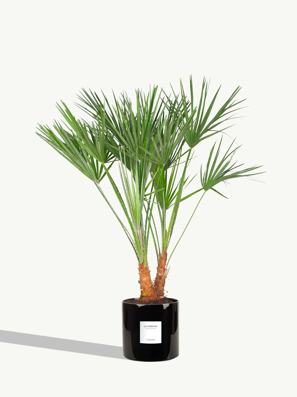 By Charlot La Cubaine palmier Chamaerops 80 cm