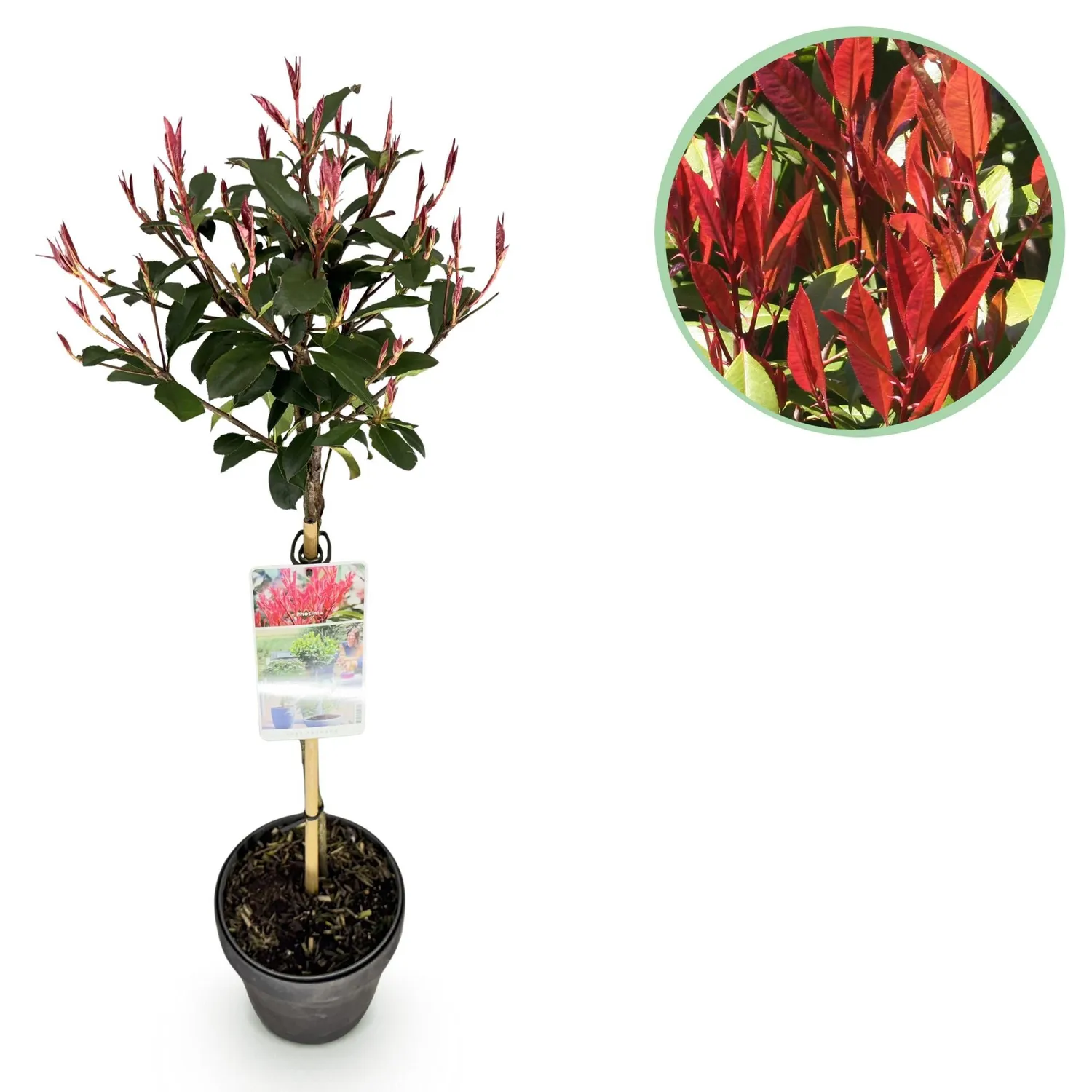 Plant and Stories Photinia Carre arbuste haie pot 19 cm persistant