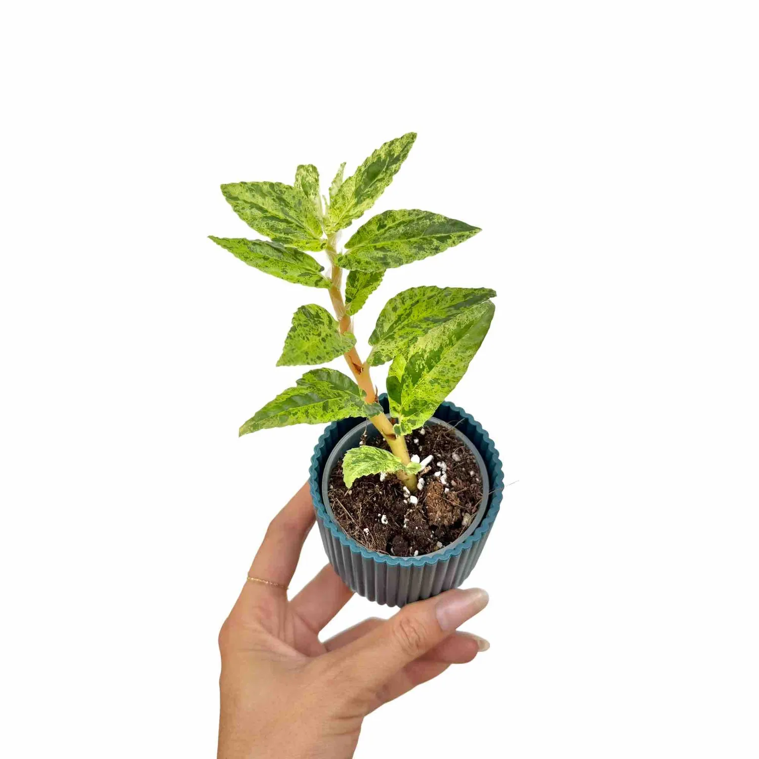 Plant and Stories Pellionia Repens Variegata plante pot 6cm nacrée