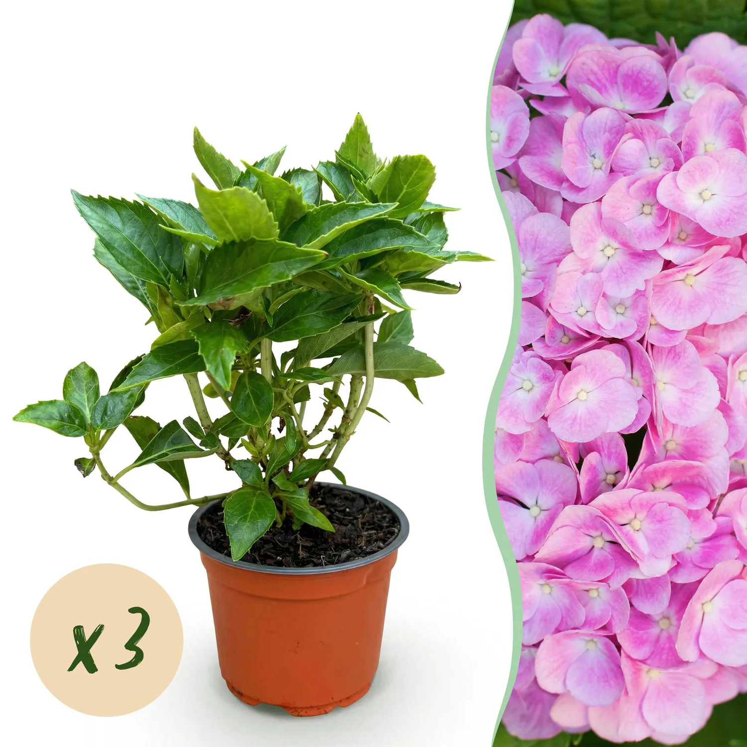 Plant and Stories Hortensia Macrophylla rose arbuste pot 12cm 1 plant