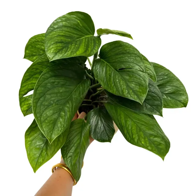 Plant and Stories Monstera Pinnatipartita plante pot 12 cm découpée