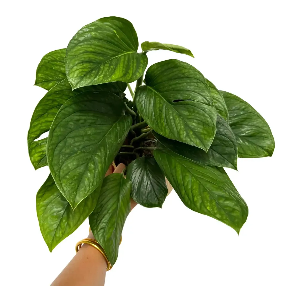 Plant and Stories Monstera Pinnatipartita plante pot 12 cm découpée