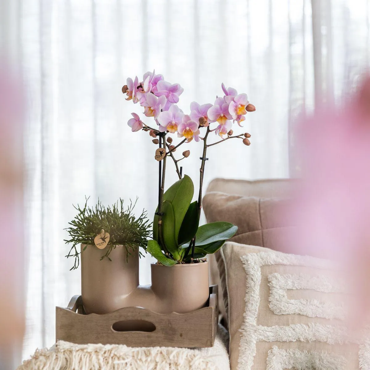 PLANT AND STORIES Phalaenopsis Zürich orchidée pot 9 cm blanche